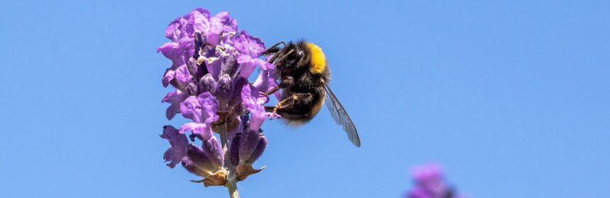 Een hommel op een bloem