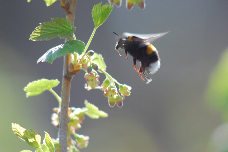 hommel weetjes linksboven