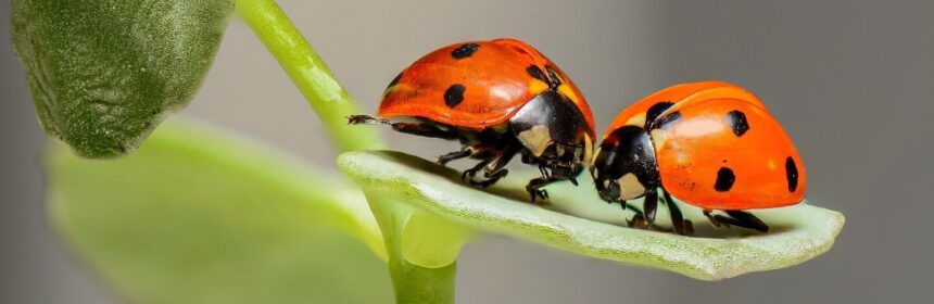 Lieveheersbeestjes op een blad