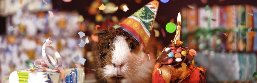 Een cavia met een feestmuts