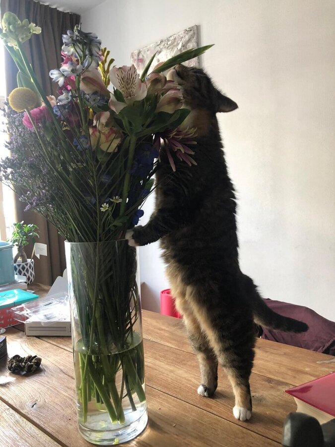 dierendag grappig linksboven