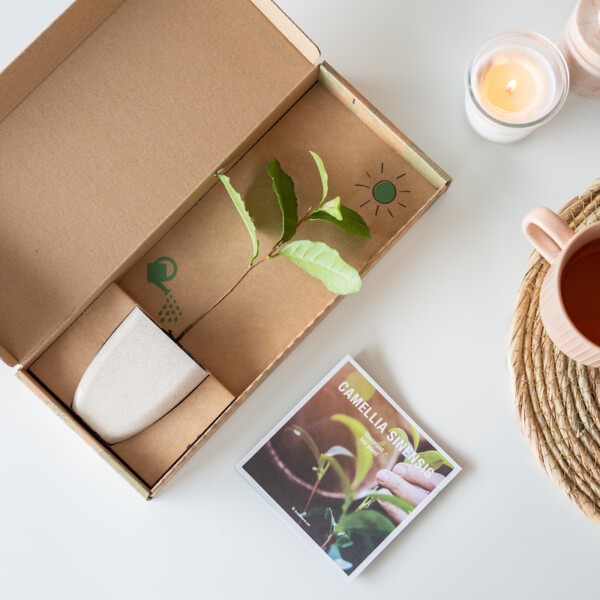 Een theeplant als cadeautje voor de juf of meester