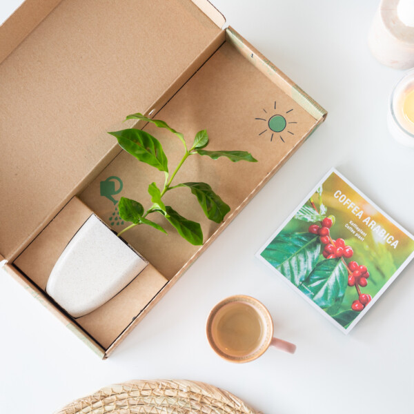 Een koffieplant als cadeautje voor de juf of meester
