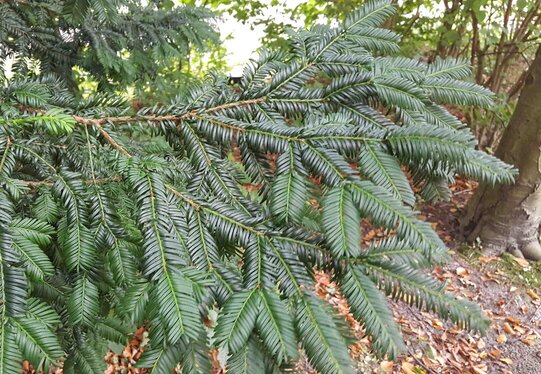 Taxus boompjes kopen