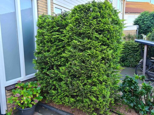 Leylandii conifeer kopen
